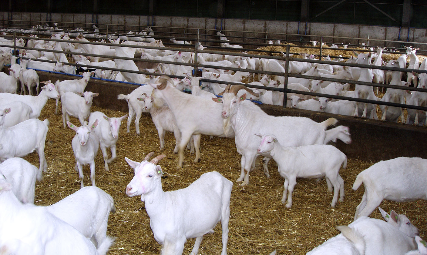 Goats free-ranging